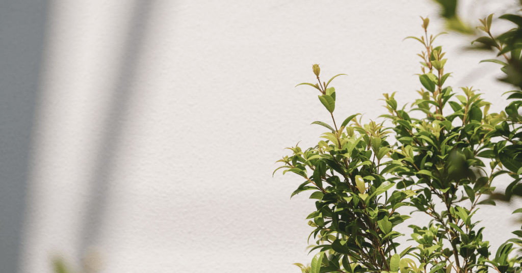 A green plant is in front of a white wall; Green Marketing: How to Reach Eco-Conscious Consumers