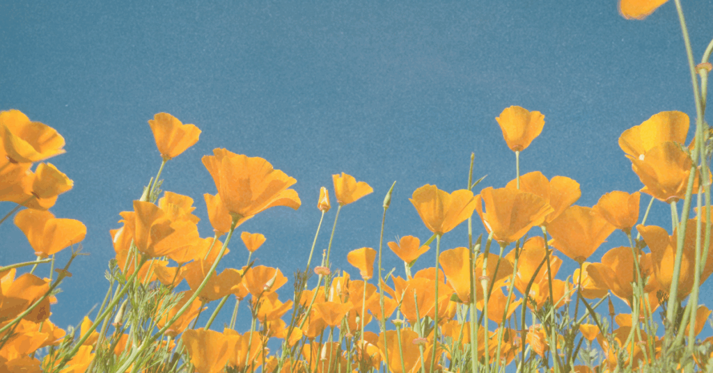golden poppies are photographed from below